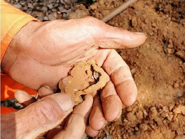 千燈湖公園挖出黃胸散白蟻