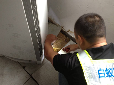 白云區(qū)小區(qū)住宅滅治白蟻